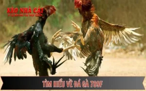 Tìm hiểu đá gà 789F