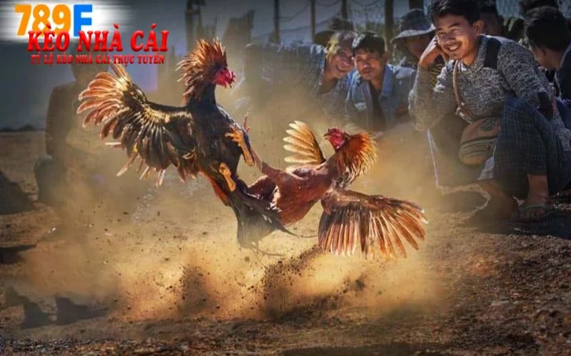 Cơ hội thắng lớn từ đá gà 789F