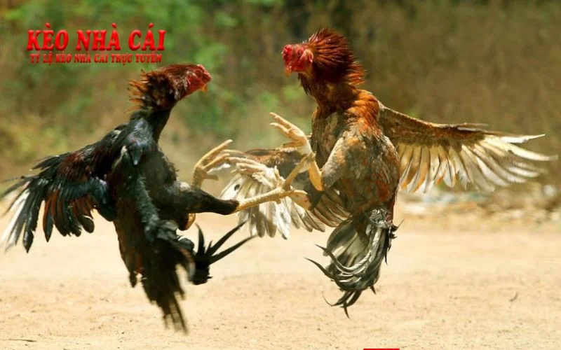 Tính công bằng và minh bạch của đá gà 789F